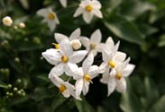 Solanum Jasmin
