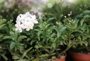 Solanum Jasmin
