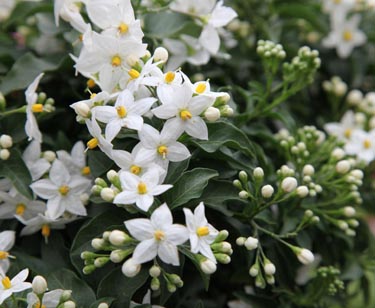 Solanum Jasmin
