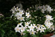 Solanum Jasmin