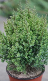 Chinesischer Wacholder