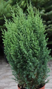 Chinesischer Wacholder