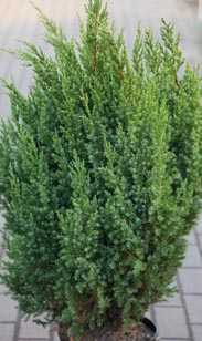 Chinesischer Wacholder