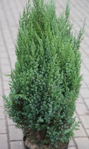 Chinesischer Wacholder