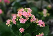 Kalanchoe