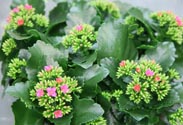 Kalanchoe