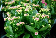 Kalanchoe-Schale