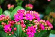 Kalanchoe