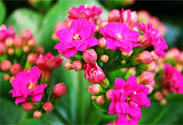 Kalanchoe