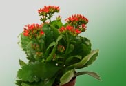 Kalanchoe