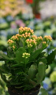 Kalanchoe