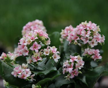 Kalanchoe