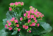 Kalanchoe