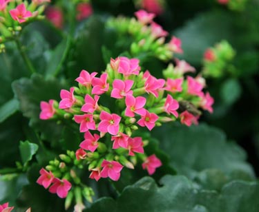 Kalanchoe
