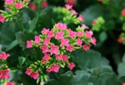 Kalanchoe