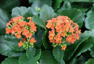 Kalanchoe