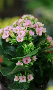 Kalanchoe