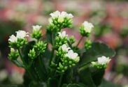 Kalanchoe
