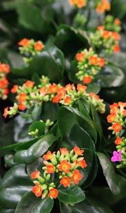Kalanchoe