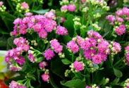 Kalanchoe