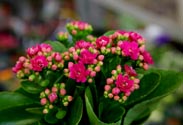 Kalanchoe