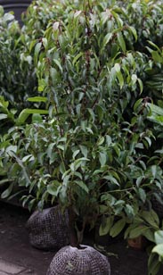 Kirschlorbeer m. Ballen