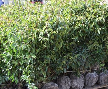 Kirschlorbeer m. Ballen