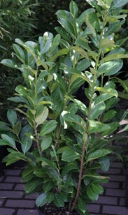 Kirschlorbeer Novita