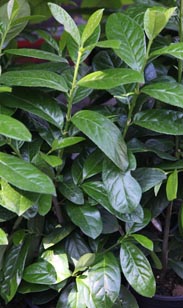 Kirschlorbeer Novita