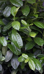 Kirschlorbeer Novita