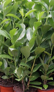 Kirschlorbeer Rotundifolia