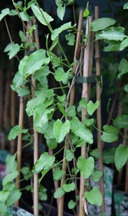 Kletterpflanzen