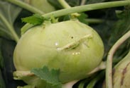 Kohlrabi