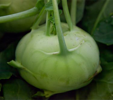 Kohlrabi
