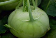 Kohlrabi