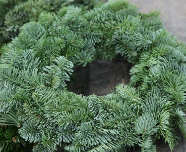 Gewickelter Kranz Nobilis-Tanne