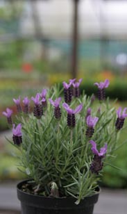 Lavendel Staoches