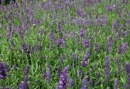 Lavendel
