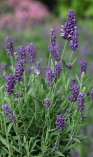 Lavendel