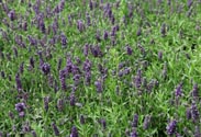 Lavendel