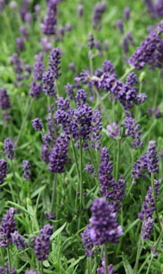 Lavendel