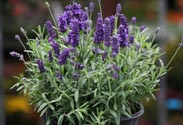 Lavendel
