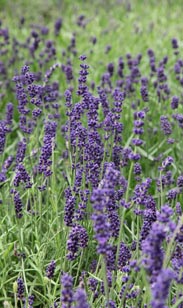 Lavendel
