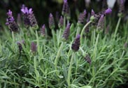 Lavendel