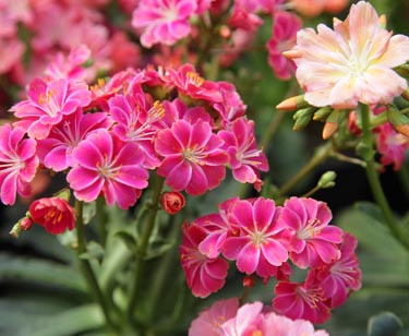 Lewisia