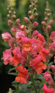 L&ouml;wenm&auml;ulchen