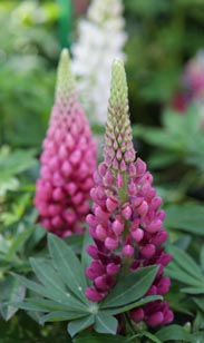 Lupine