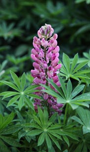 Lupine