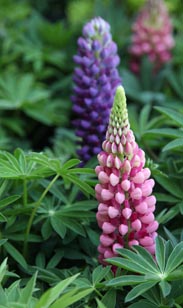Lupine
