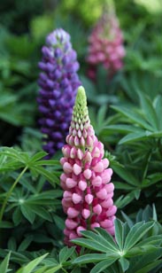 Lupine